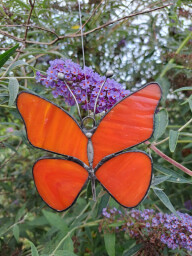 Motýl oranžový 