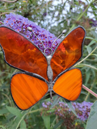 Motýlek oranžový